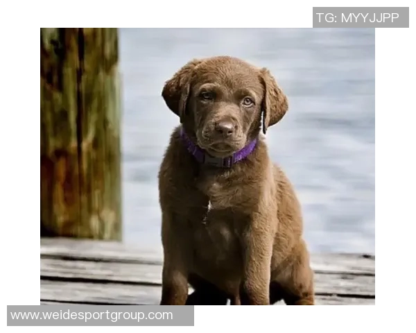 美国队新吉祥物班纳灵感源自切萨皮克湾寻猎犬的故事 美国队新吉祥物班纳灵感源自切萨皮克湾寻猎犬的故事